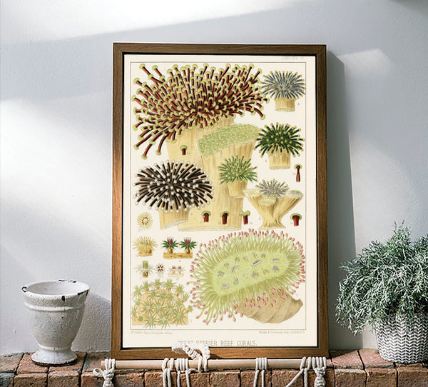 Vintage Illustration Wall Art - Great Barrier Reef Coral, Plate IV